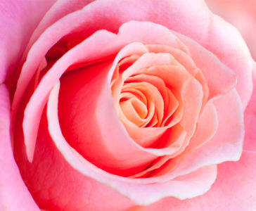 Розовая роза фотообои цветок (flowers-0000286)