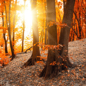 Фотообои осенний лес солнце (nature-0000819)