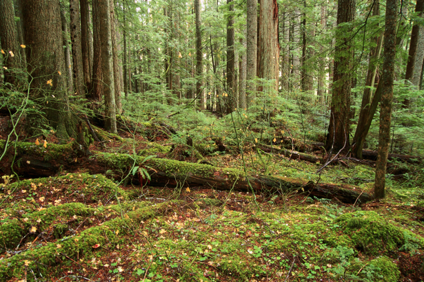 Фотообои вид задний план лес (nature-00215)