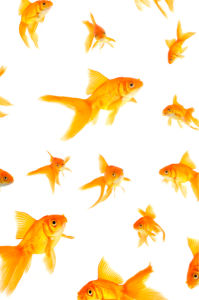 Фотообои для ванны золотые рыбки (underwater-world-00012)