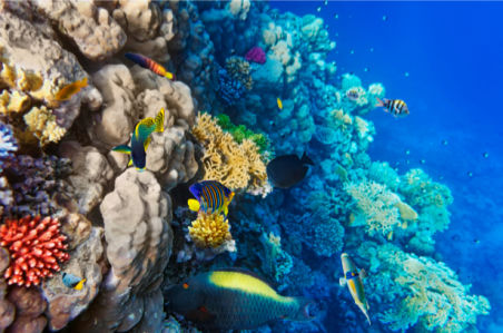 Фотообои ванная кораллы море рыбки (underwater-world-00024)