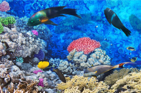 Фотообои для ванны рыбки в море (underwater-world-00161)