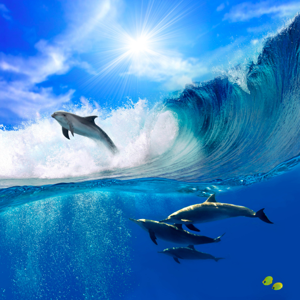 Фотообои дельфин на волне (animals-0000070)