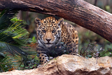 Фотообои гепард охота (animals-0000380)