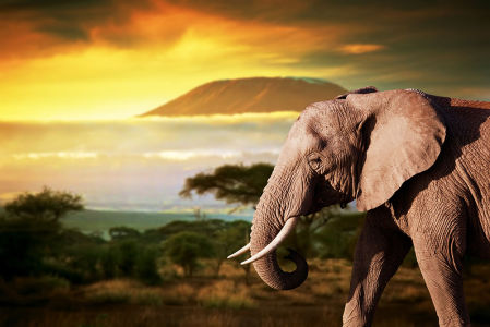 Фотообои Слон путешественник (animals-559)