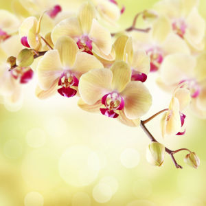 Цветущая орхидея Обои для стен фото (flowers-0000023)