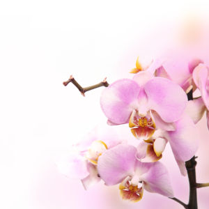Розовая орхидея фотообои на стену цветы (flowers-0000033)