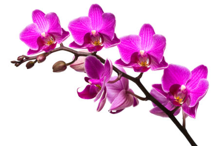Фотообои на стену цветы Розовая орхидея (flowers-0000040)