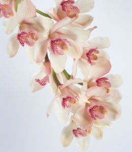 Цветы для спальни фото Белая орхидея (flowers-0000058)