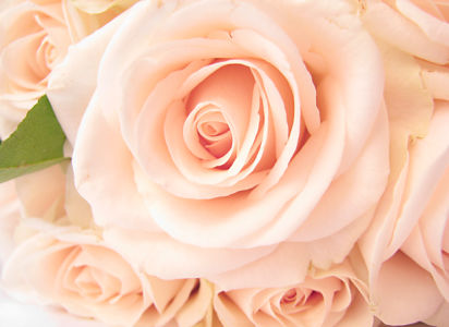 Белые розы фотообои цветов (flowers-0000288)