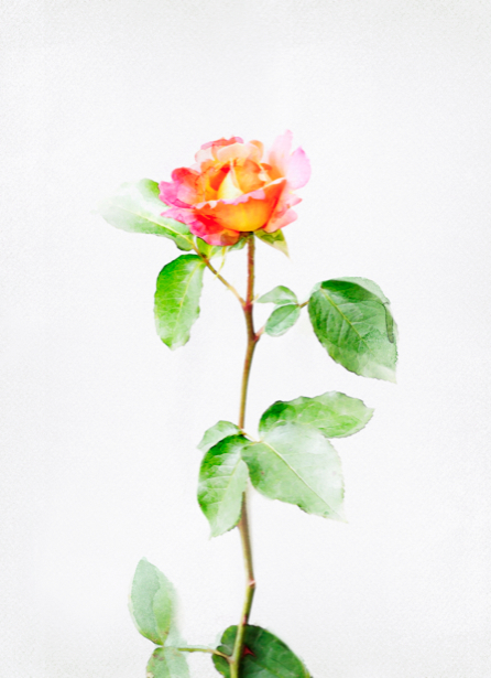 Фотообои на стену цветок - роза (flowers-0000289)