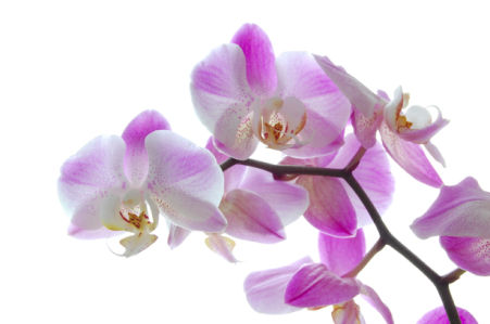 Фото обои Ветка лиловой орхидеи (flowers-0000297)