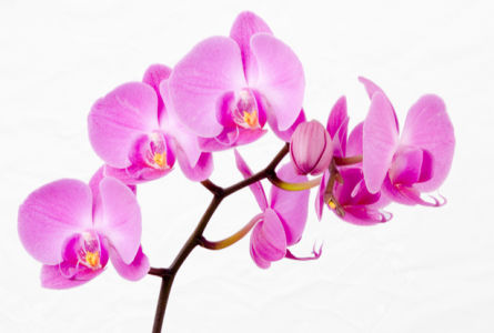 Фото обои Ветка розовой орхидеи (flowers-0000302)