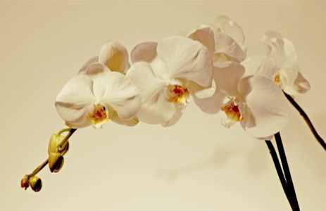 Цветочные обои Ветка белой орхидеи (flowers-0000449)