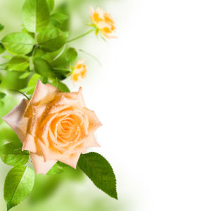 Обои фото кремовая роза с каплями росы (flowers-0000573)