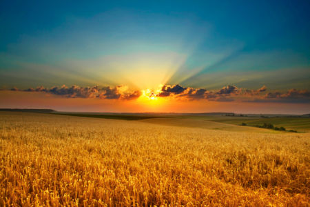 Фотообои с природой поле пшеницы закат (nature-00001)