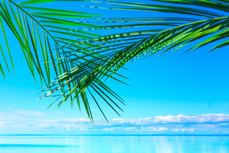 Фотообои море пальмовые ветви (sea-0000194)