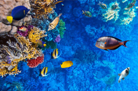 Фотообои ванная подводный мир (underwater-world-00032)