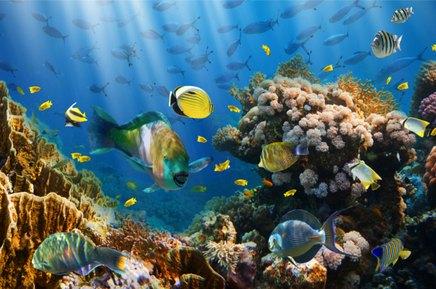Фотообои в ванную подводный мир рыбки (underwater-world-00212)