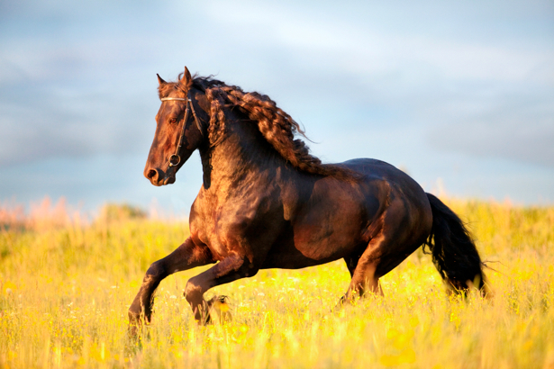 Фотообои лошадь на желтом поле (animals-0000029)