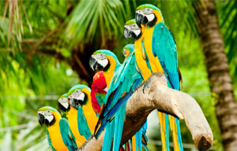 Фотообои попугаи на дереве (animals-0000040)