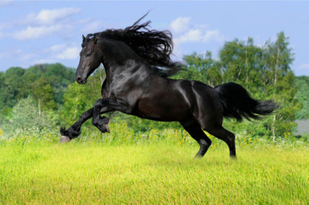 Фотообои черный конь в поле (animals-0000044)