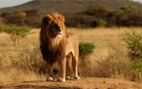 Фотообои лев, львица дикая природа (animals-0000056)