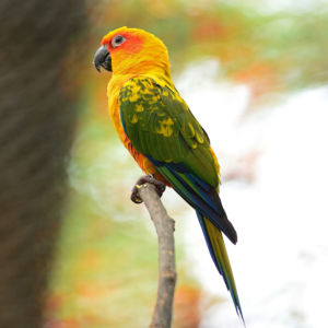 Фотообои попугай желто зеленый (animals-0000482)