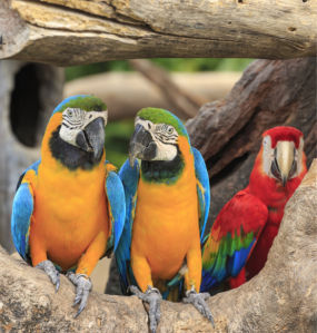 Фотообои попугаи ара (animals-0000490)