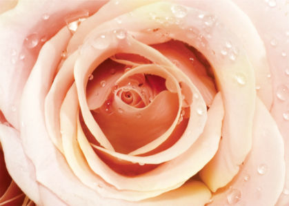 Кремовая роза обои на стену с цветами (flowers-0000066)