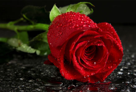 Красивые цветы фото обои Алая, красная роза (flowers-0000084)