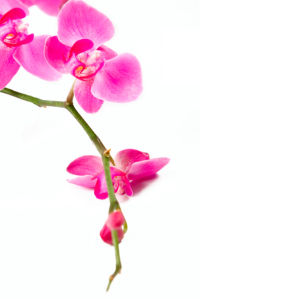 Красивые цветы фотообои Ветка розовой орхидеи (flowers-0000235)