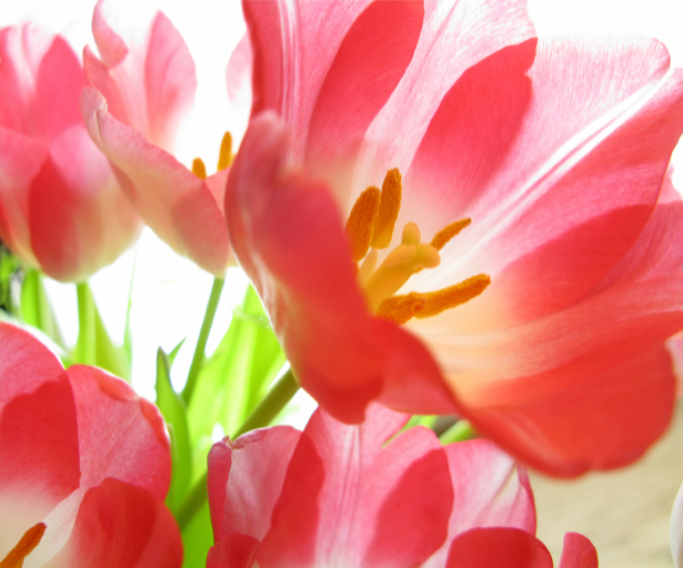 Обои фото Красные тюльпаны (flowers-0000340)