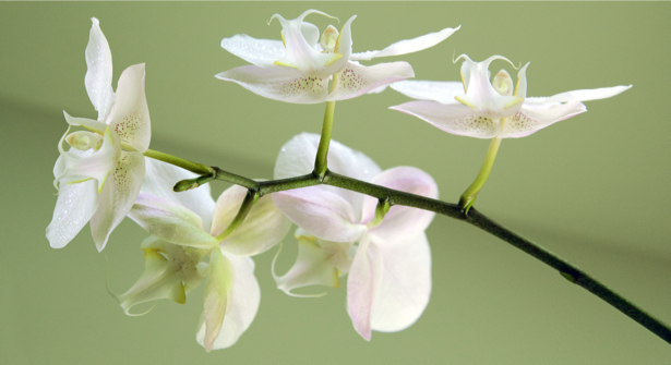 Фото обои на стену ветка орхидеи (flowers-0000370)