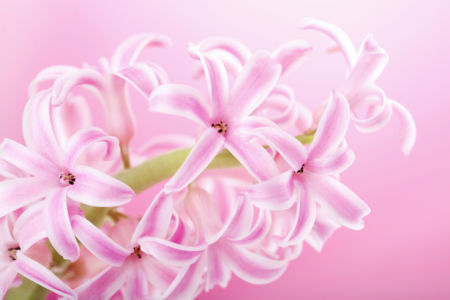Ветка розовой орхидеи - Фото обои на стену (flowers-0000389)