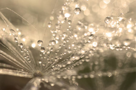 Фотообои одуванчик с каплями дождя (flowers-0000737)