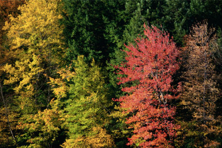 Фотообои разноцветный лес (nature-00203)