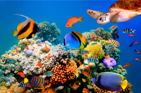 Фотообои для ванны океан риф (underwater-world-00010)