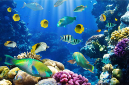 Фотообои ванная коралловый риф 3д (underwater-world-00017)