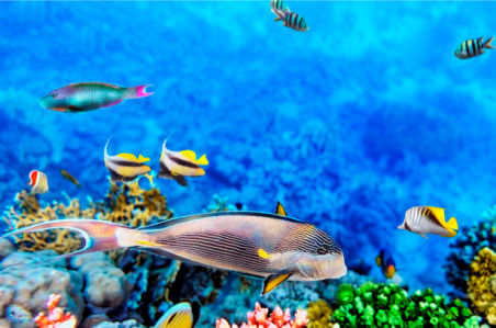 Фотообои ванная кораллы рыбки (underwater-world-00030)
